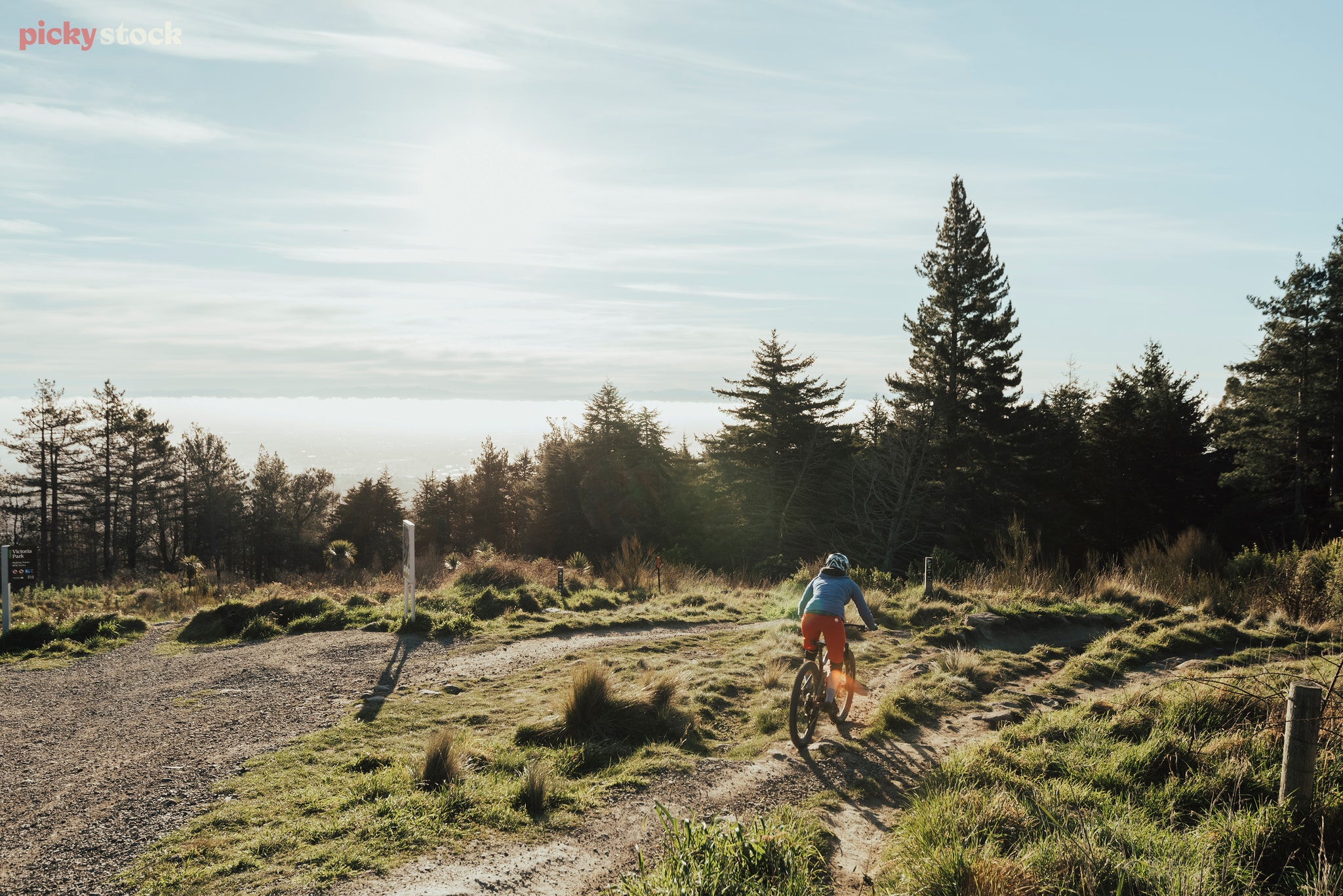 Mountain biker rides along a dirt trail on a scrub hillside towards a pine forest on a blue sky day. 
