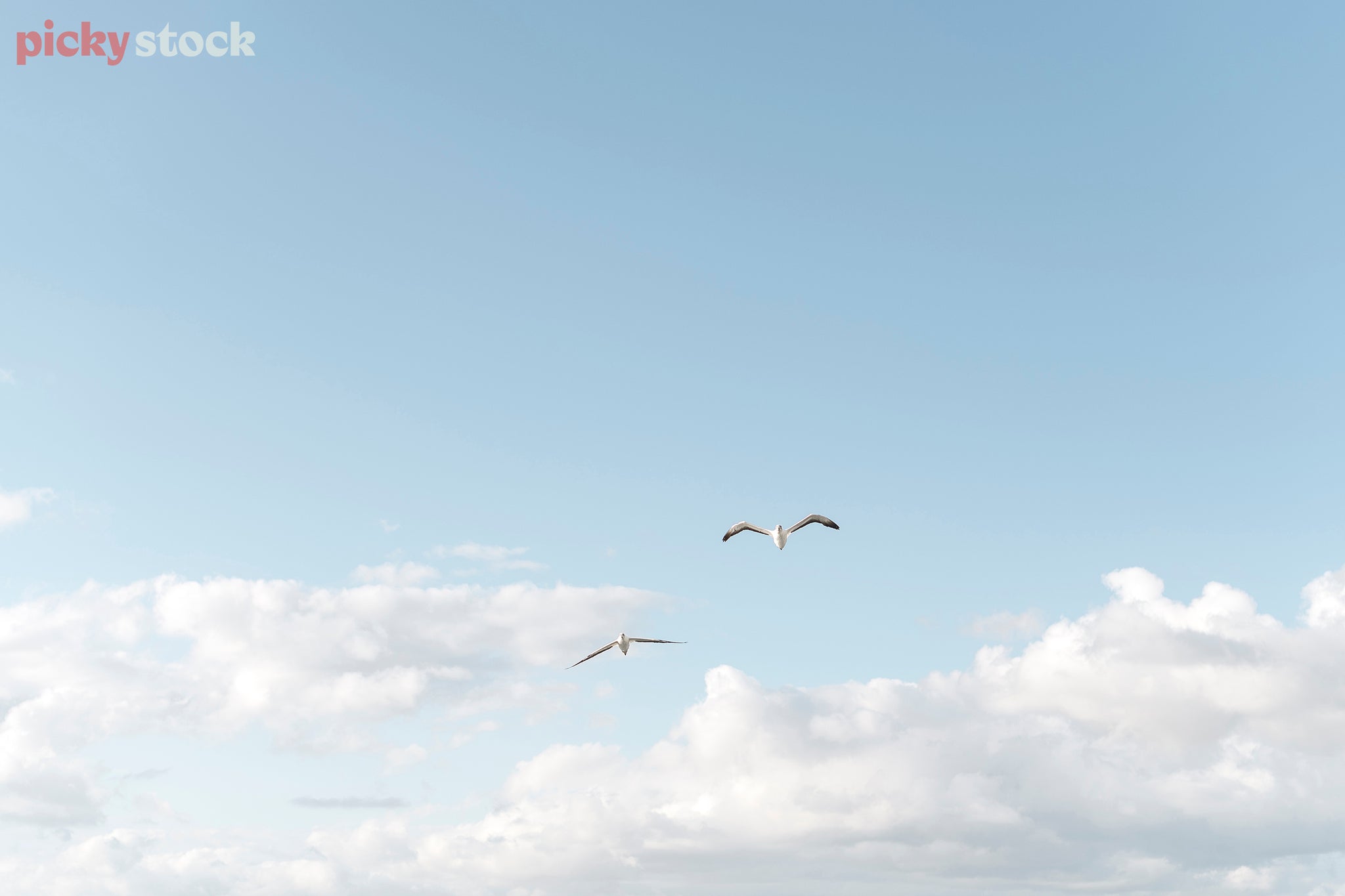 Two seagulls fly through the air on a blue sky day. 