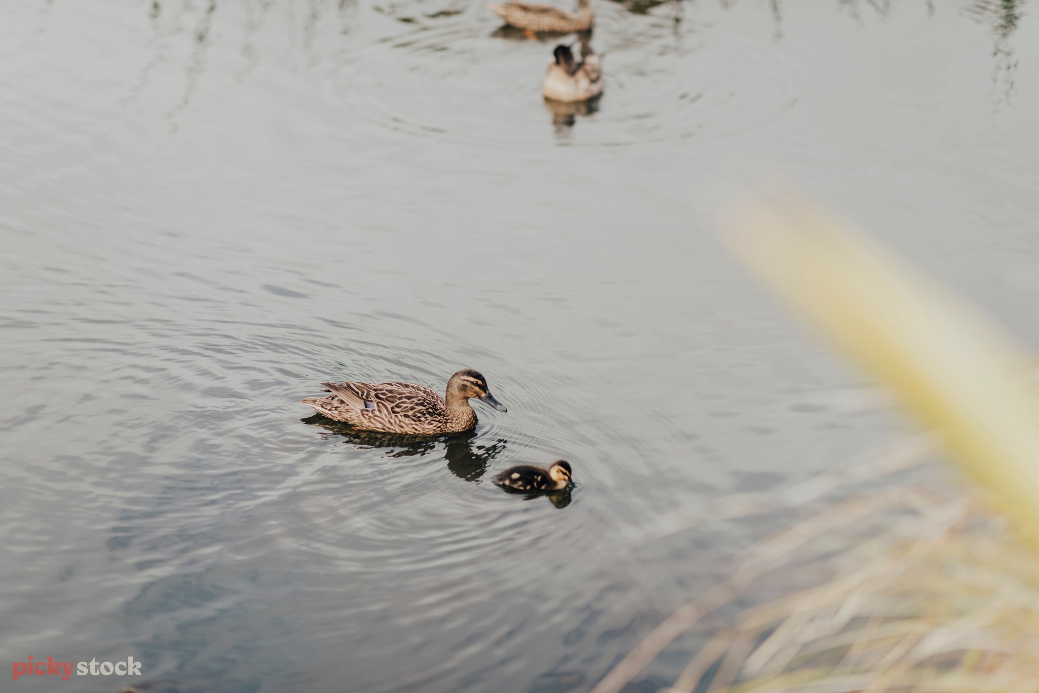 A mother duck and duckling paddle forwards in a pond.