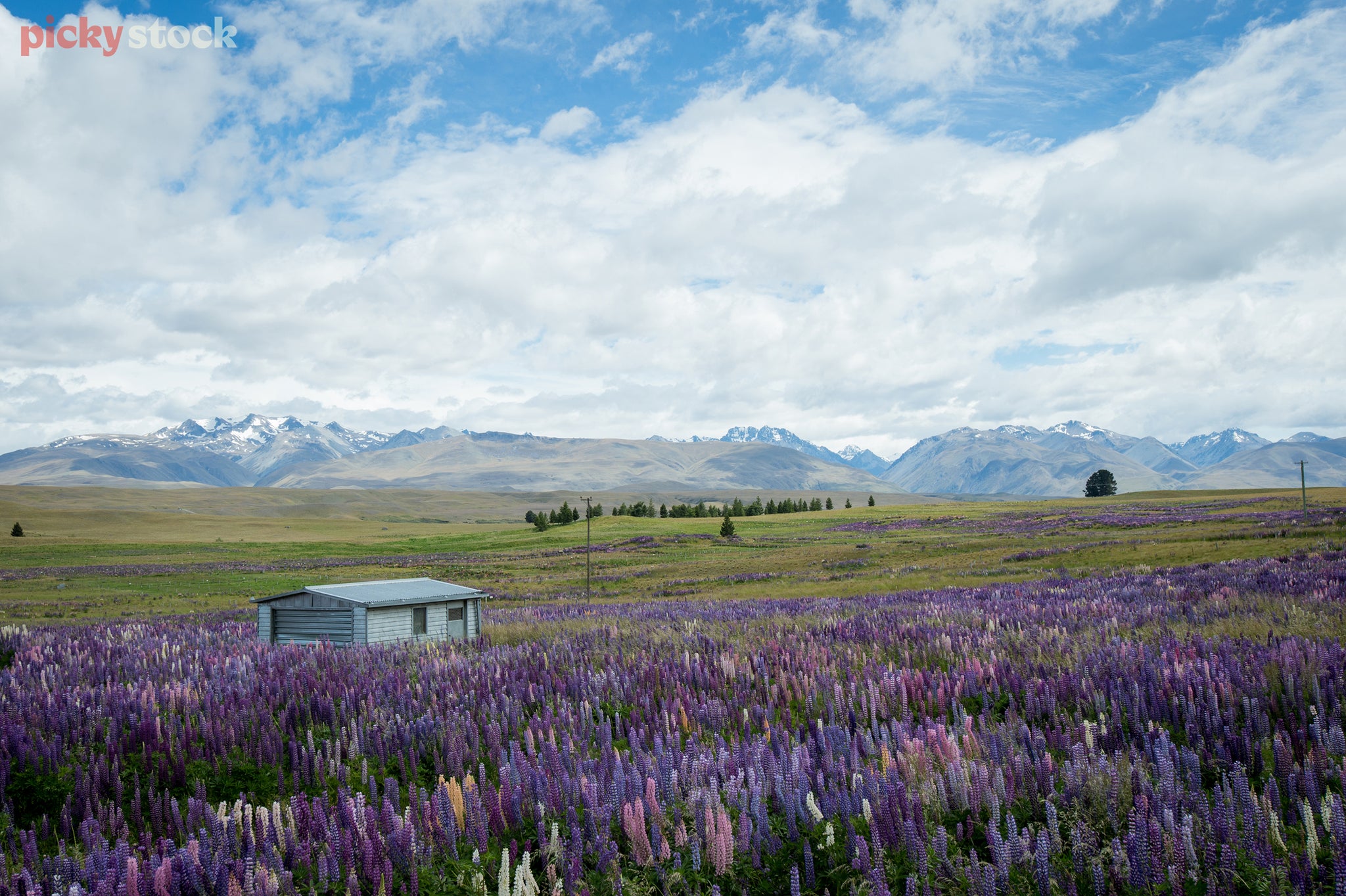 Flowering lupins