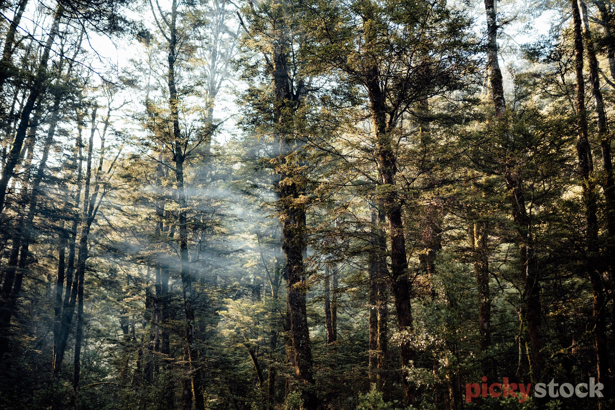 Smoke amongst the trees