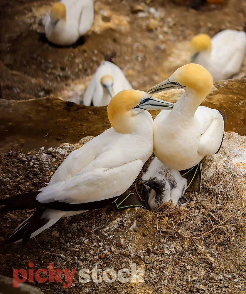 Gannet parents protecting their (Guga) chicks. Best time to bird watch is between November and March.