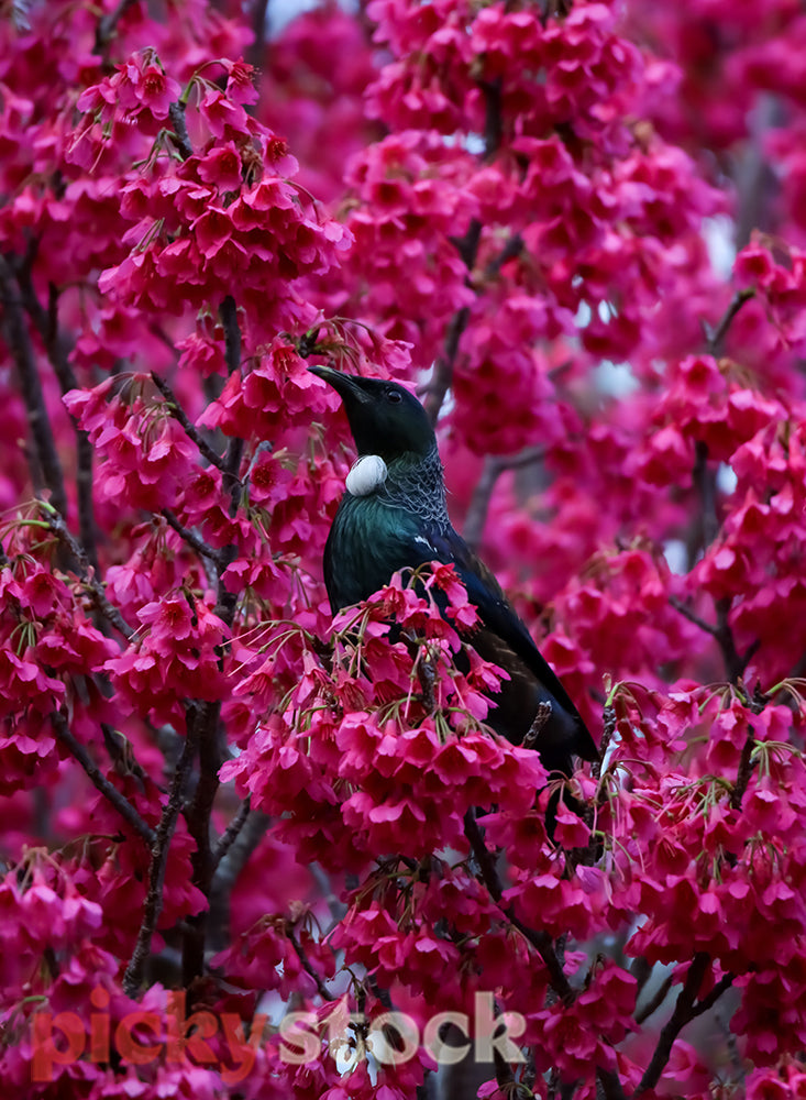 Tui enjoying the spring blossom of the cherry tree.
