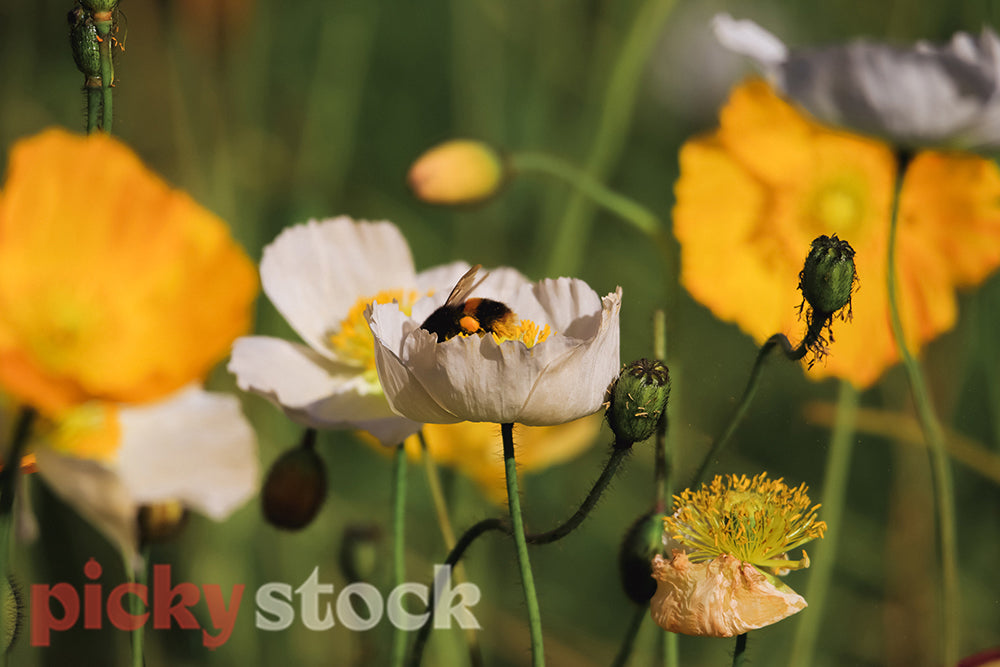 Bees love the pollen of the poppy after their hibernation.