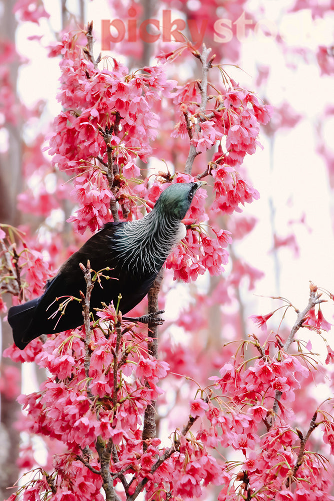 Tui enjoying the spring blossoms after a long winter.