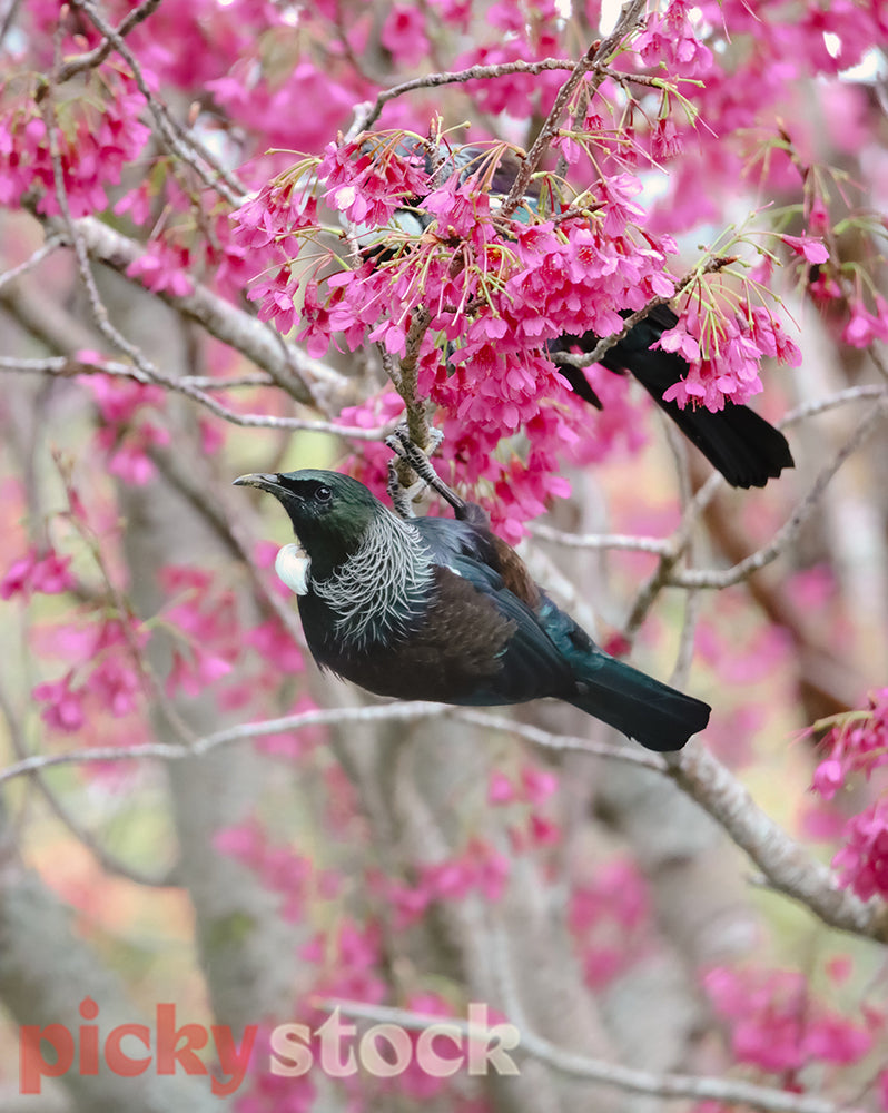 Tui enjoying the spring blossoms after a long winter.