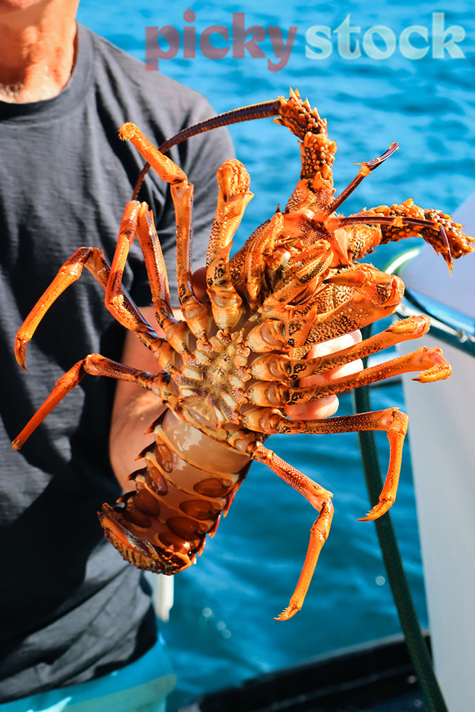 Diving for crayfish can be rewarding around the coast of New Zealand and off shore islands.