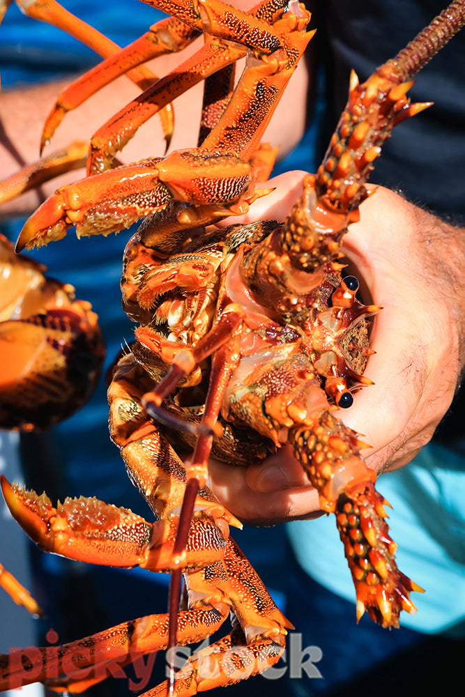 Diving for crayfish can be rewarding around the coast of New Zealand and off shore islands.