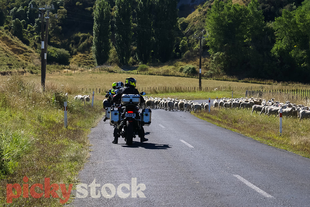 Touring through rurual NZ farming landscapes.