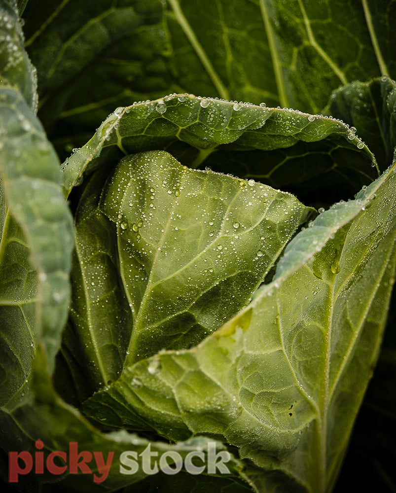Morning dew water droplets on cabbage leaves.