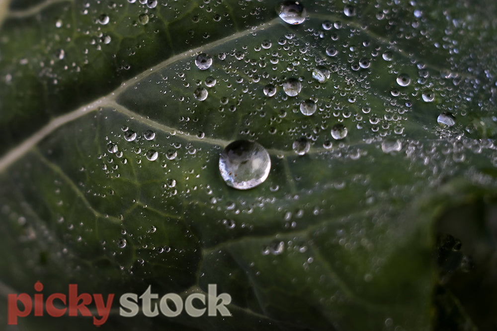 Morning dew, water droplets on cabbage leaves.