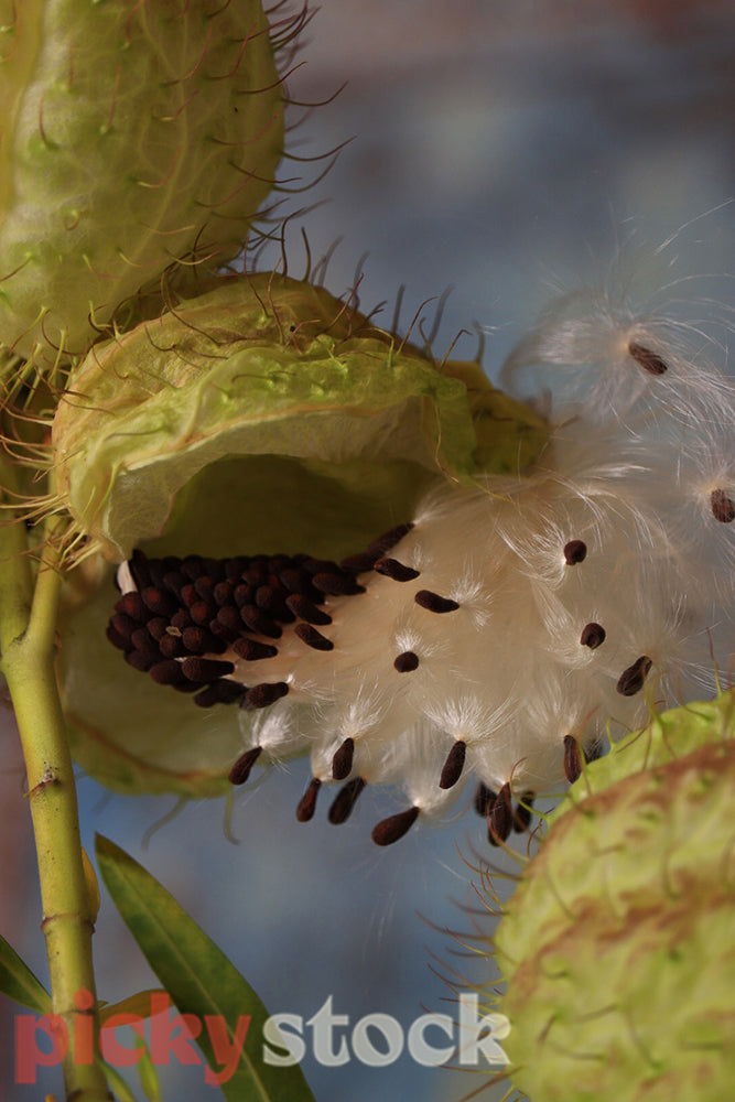 As the swan plant pod opens and drops its seeds