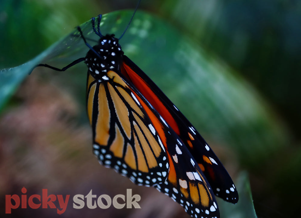 Monarch Butterfly on a bromeliad leaf.