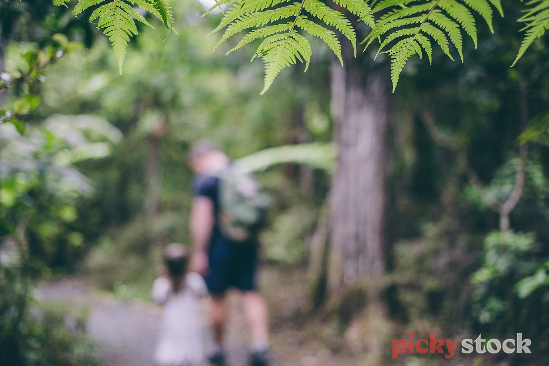 Soft focus image of father & daughter walking through West Auckland bush.