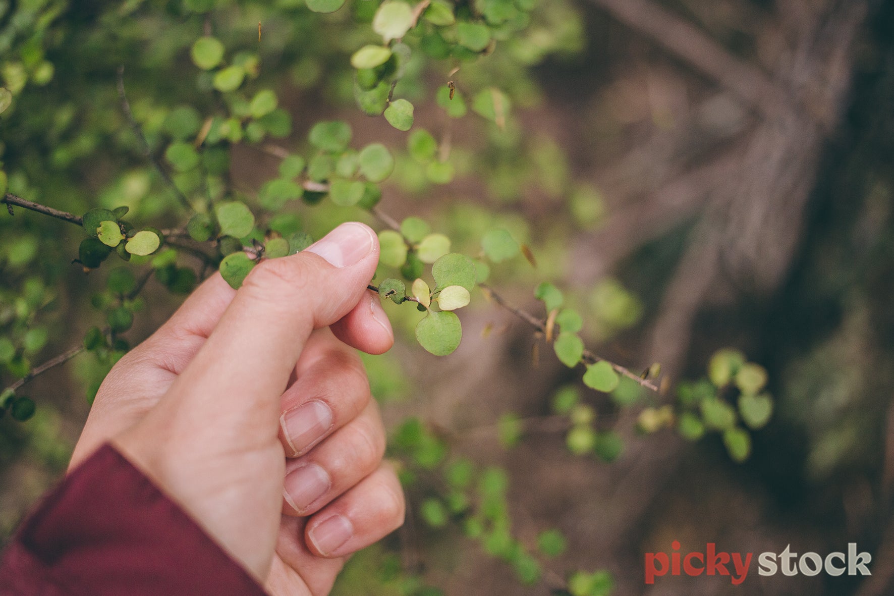 Soft focus image of hand holding native plant on NZ bush walk