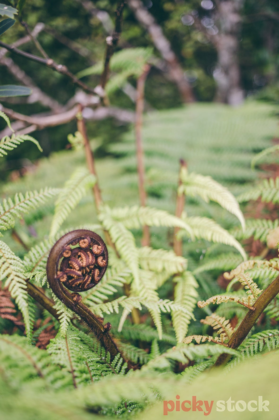 Native NZ fern with koru