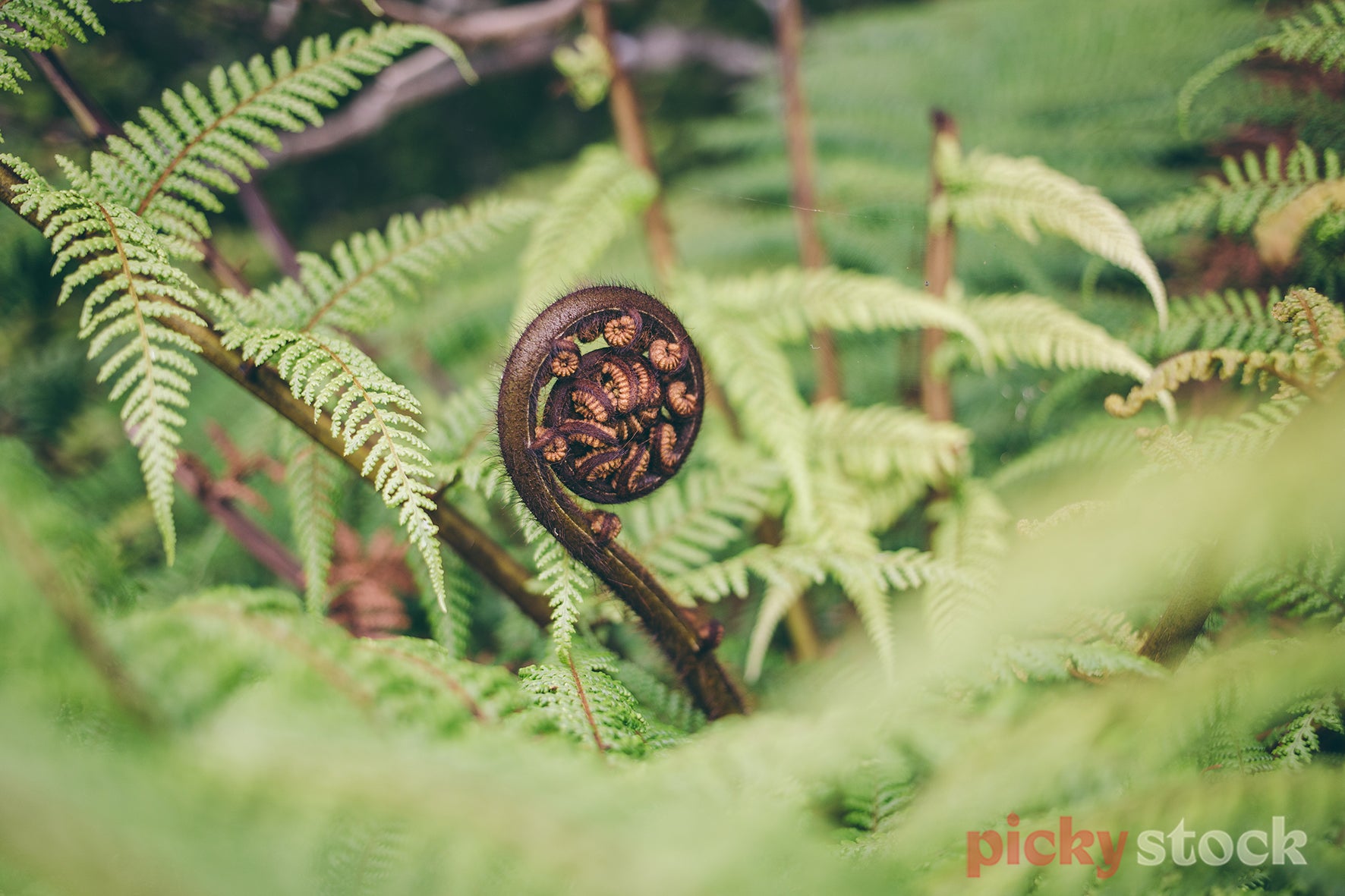Close up of native NZ fern