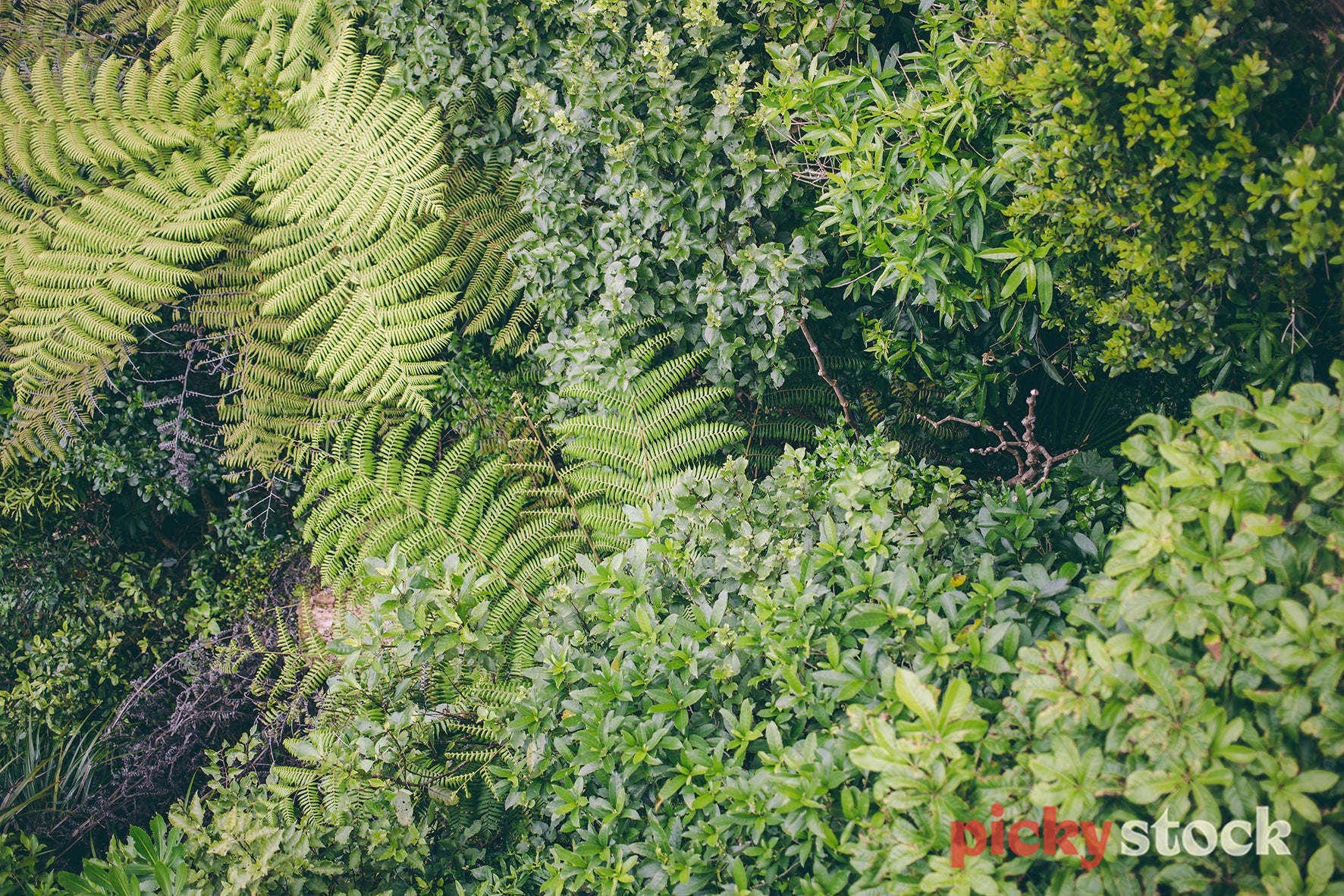 Aerial shot of lush green NZ native bush