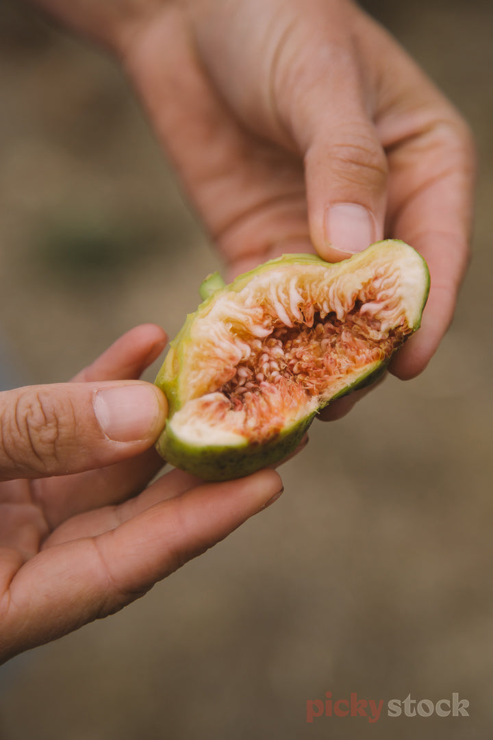 Two hands pull open a juicy ripe fig. 