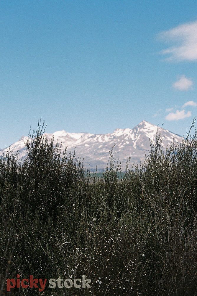 Looking through the tussock up to an ice-capped Tongariro. 