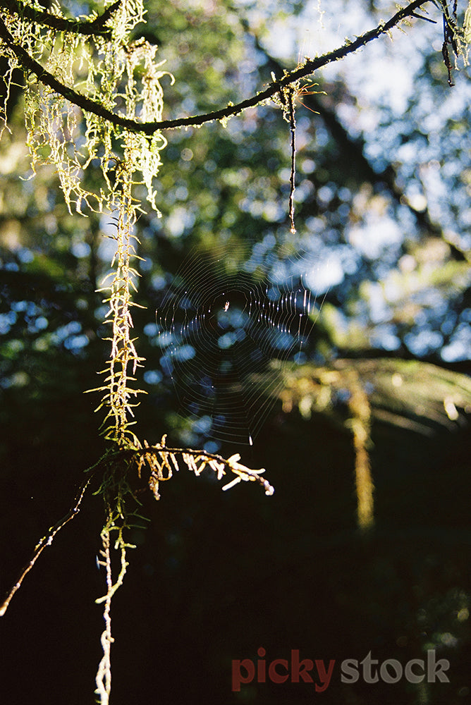 Spiderweb glistens in the sunlight.