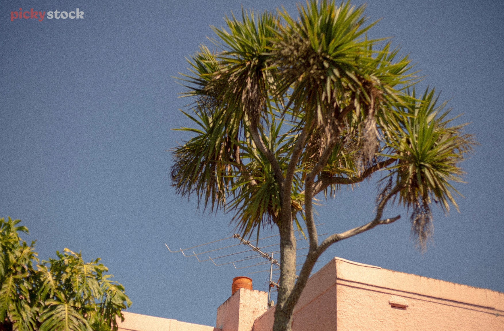 Angular shot of a cabbage tree near an art deco building.