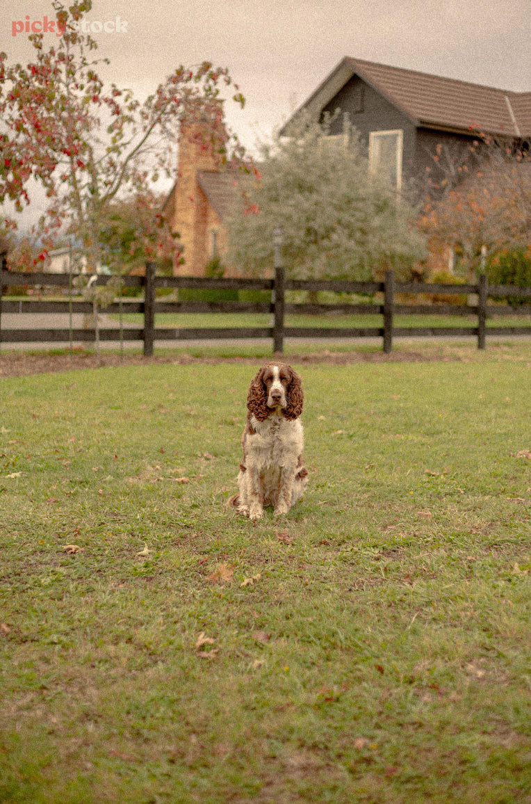 Brown and white spotted long hair dog sits in grass, fence and old home in background behind. 
