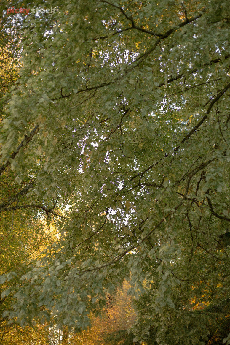Looking up through canopy of leaves to the branches of tree, the leaves fade to autumnal yellow towards the bottom left.