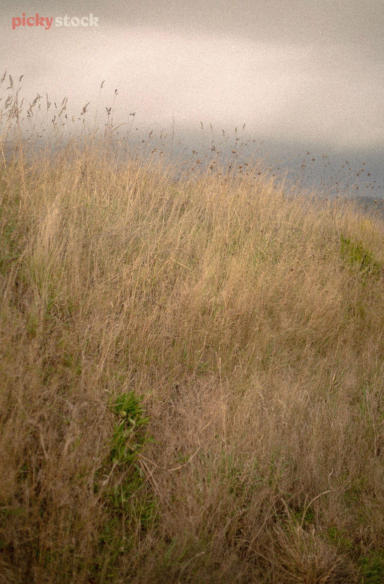 Long brown moody grass against the grey cloudy skies. 