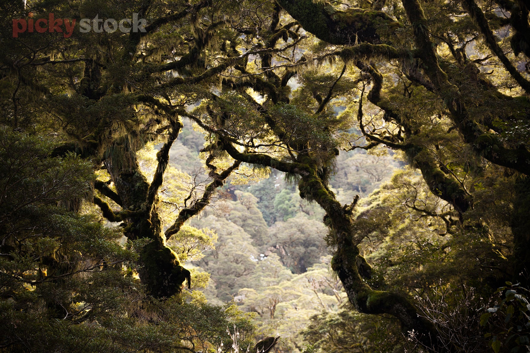 Fiordland forest
