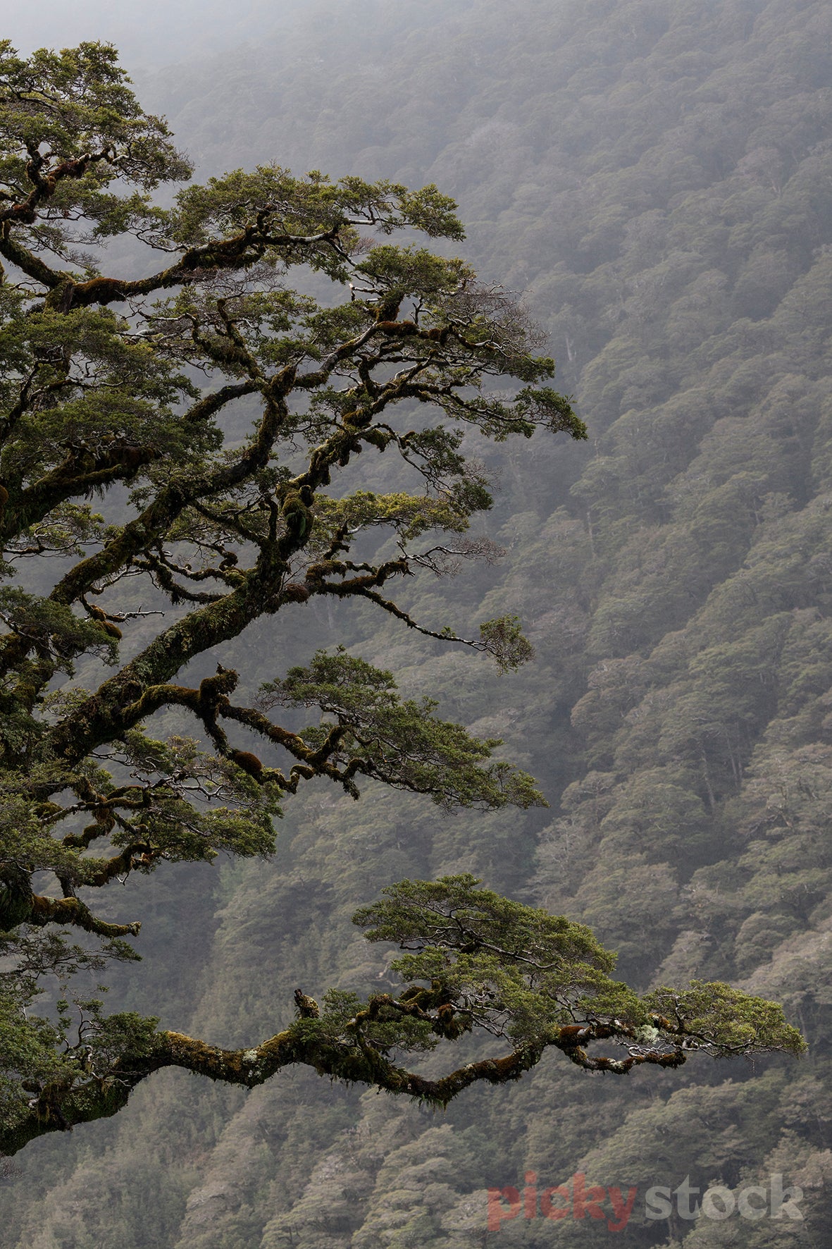 Portrait image of Fiordland forest. Tree, which looks old is in foreground, background, shallow depth of field. Tree is green with brown branches. 