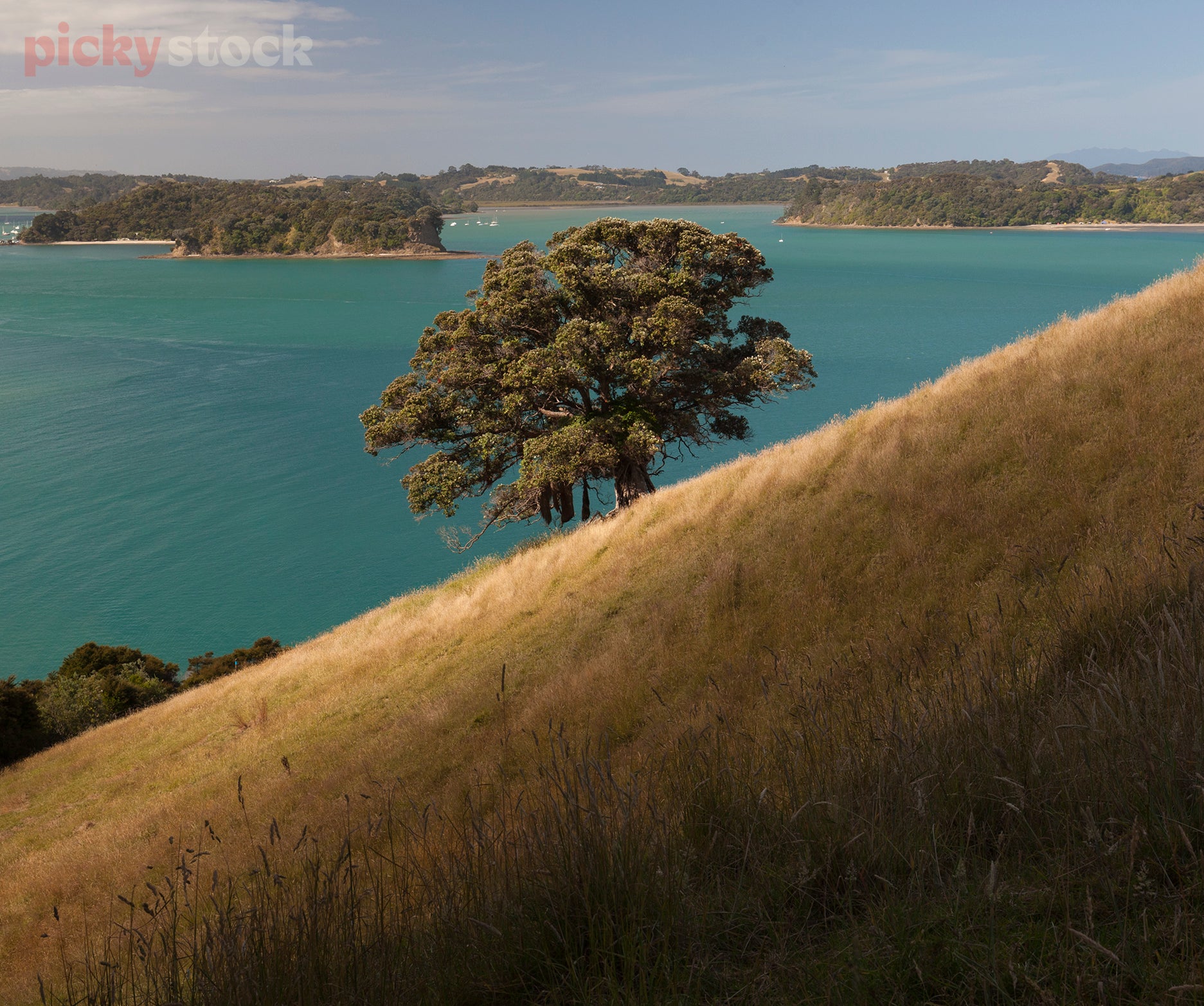 A single Pohutukawa, a native new zealand tree on soft golden cliff, covered in dry grass, overlooking bay. Water is a rich blue, sky is a light blue. 