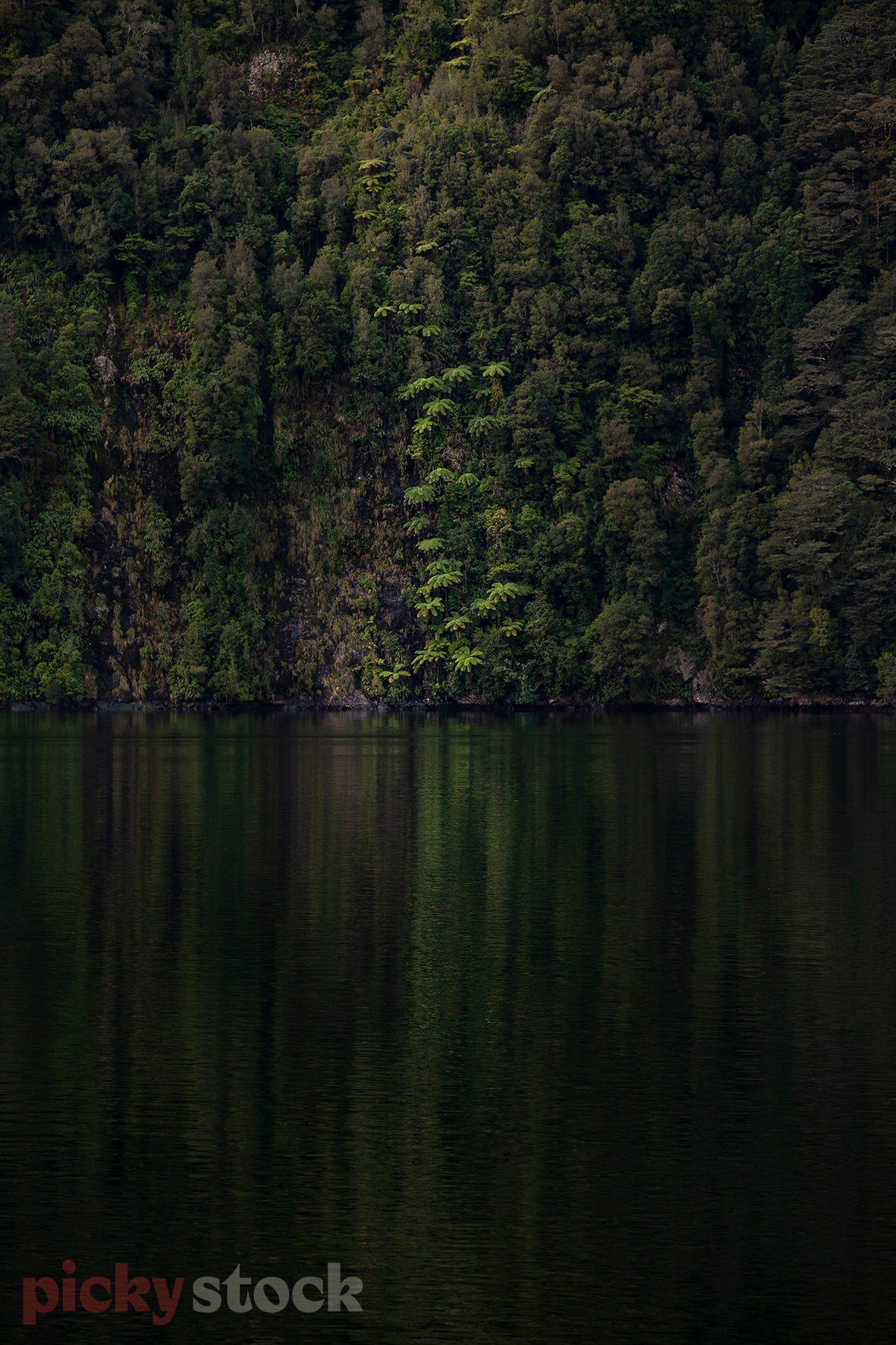 Large cliff face covered in bush portrait image with dark water. Tree ferns reflected in still waters. 