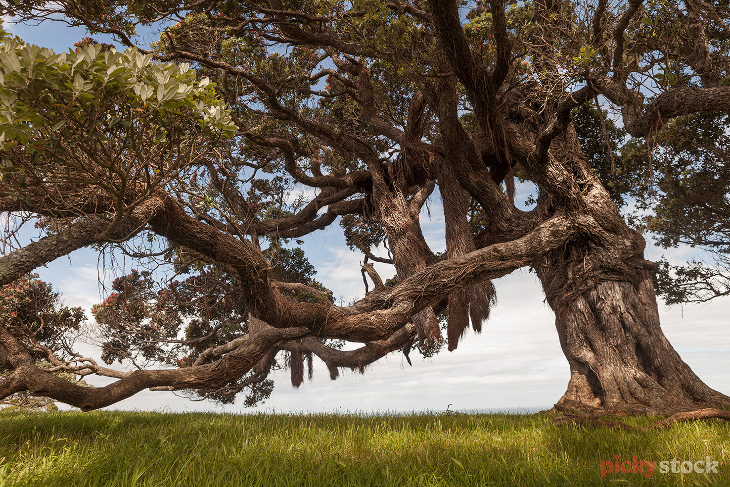 Large low hanging branches of the Pōhutukawa tree. Grass is a very bright green, soft sky. 
