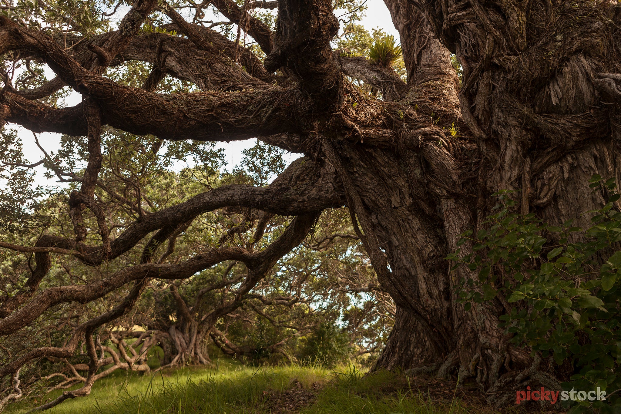 Large native New Zealand Pōhutukawa tree. large branches full frame.
