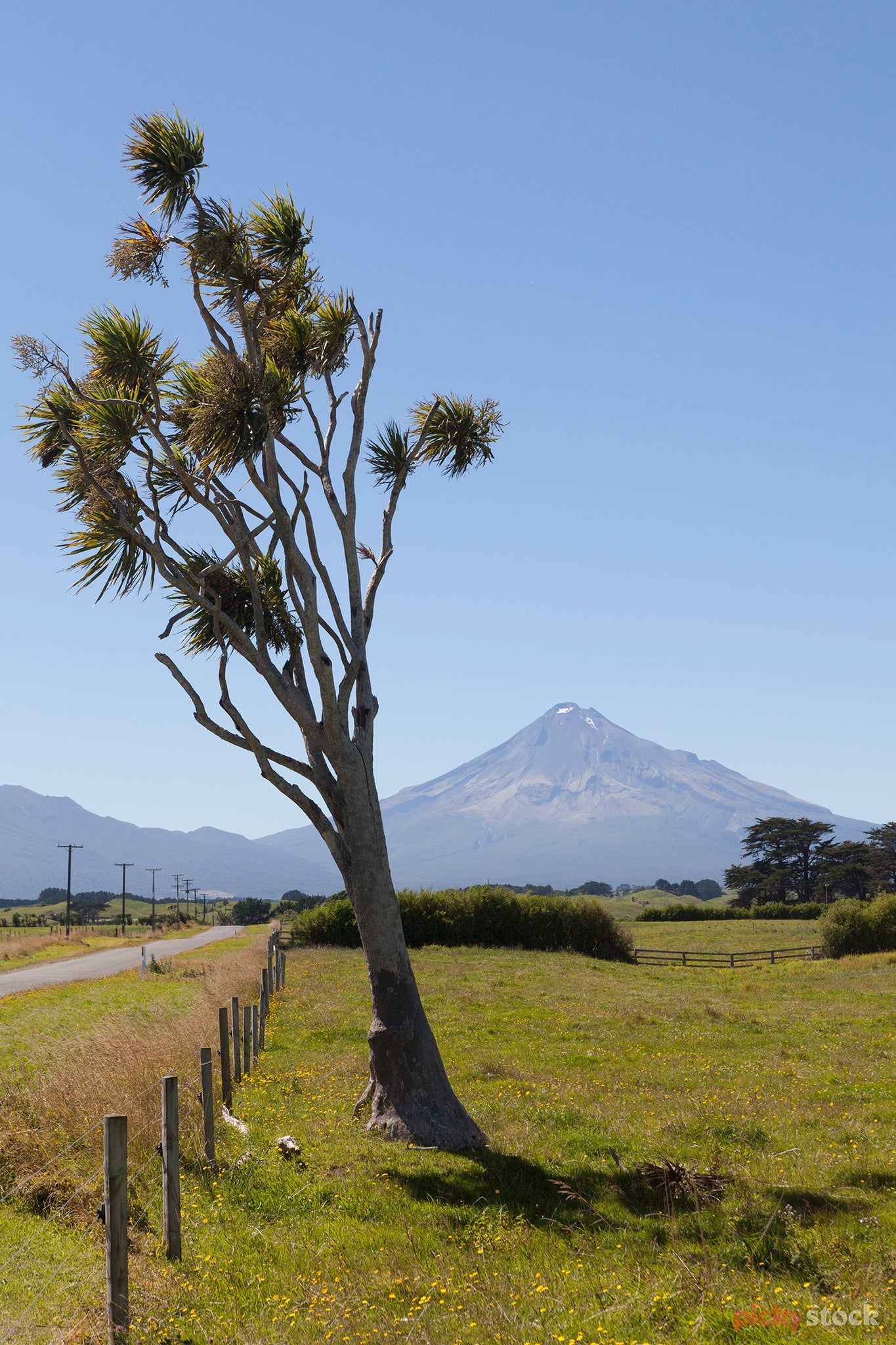 Cabbage tree sitting in a farm paddock, with Mt Taranaki in the background on a blue day