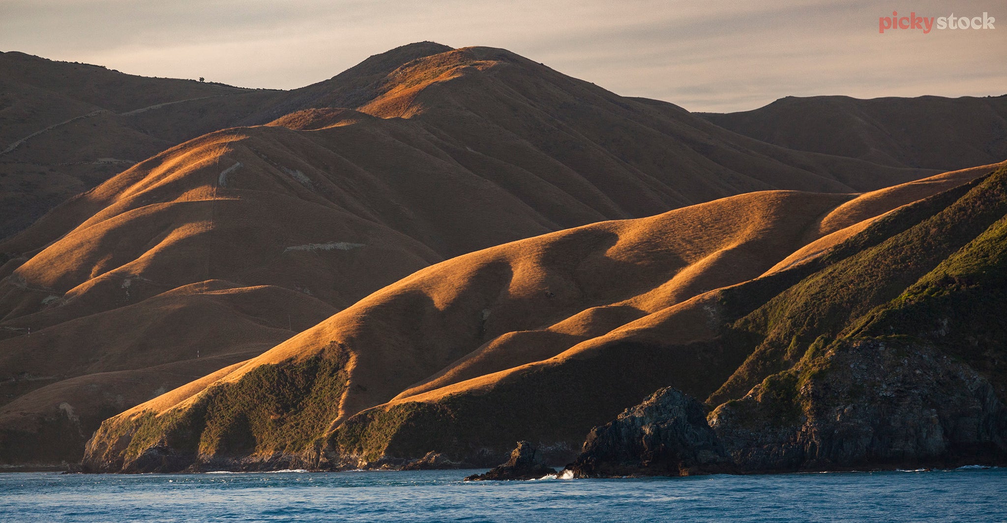 Late afternoon light on Arapawa Island. Deep blue ocean with large rolling hills in the background. 