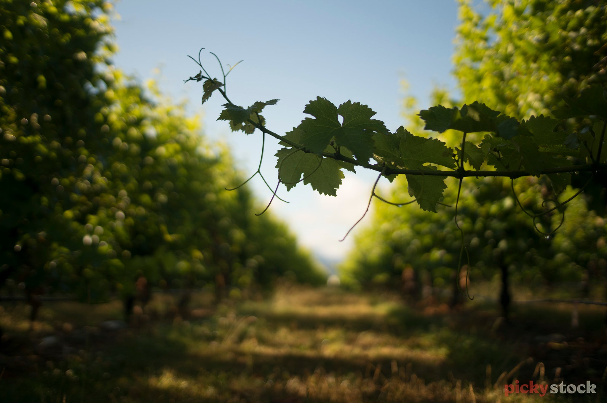 Close up of a grapevine in a vineyard, Marlborough wine region.
