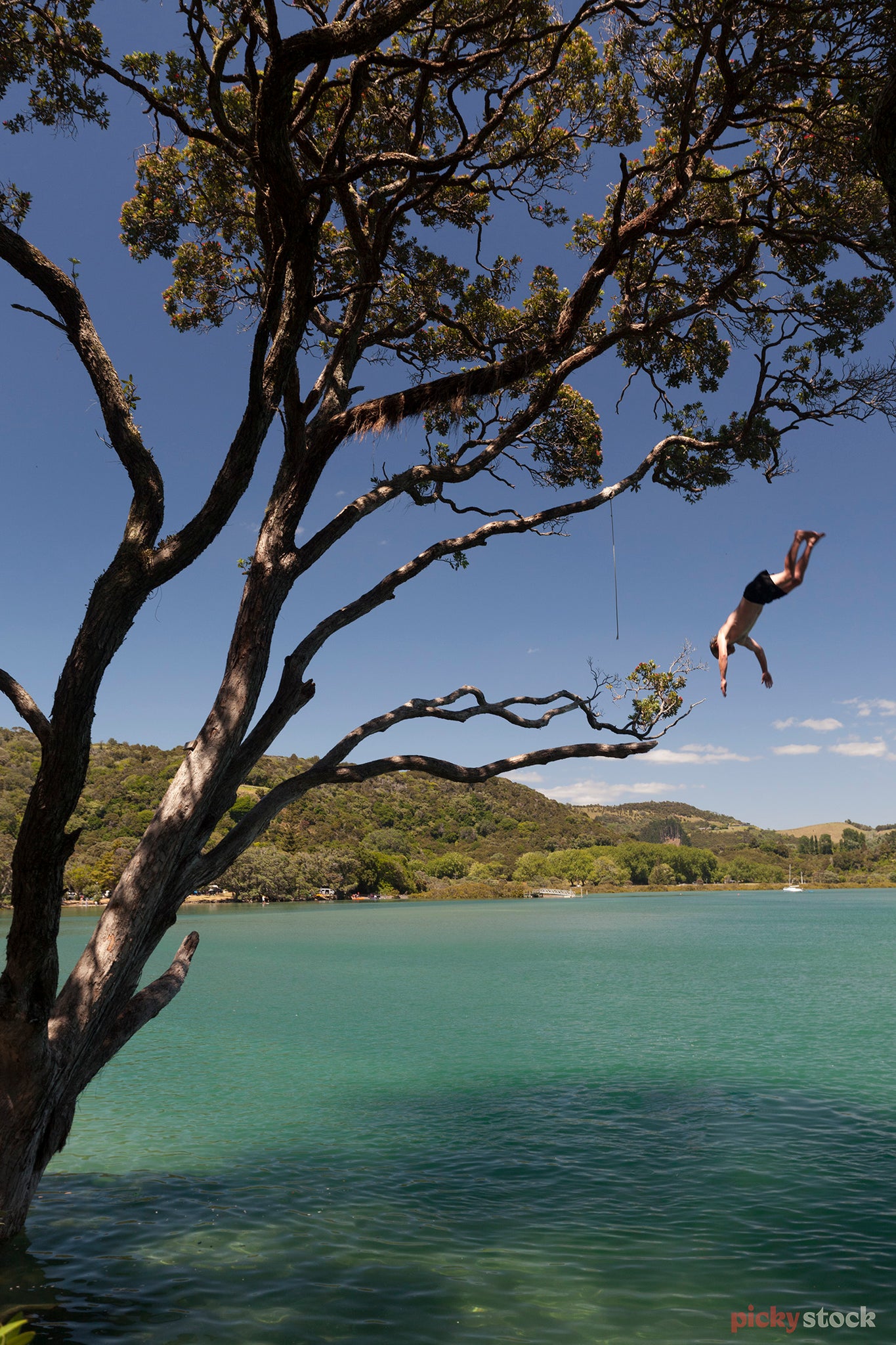 Boy diving from pōhutakawa into estuary. Water is green and bright. Sky is blue. 