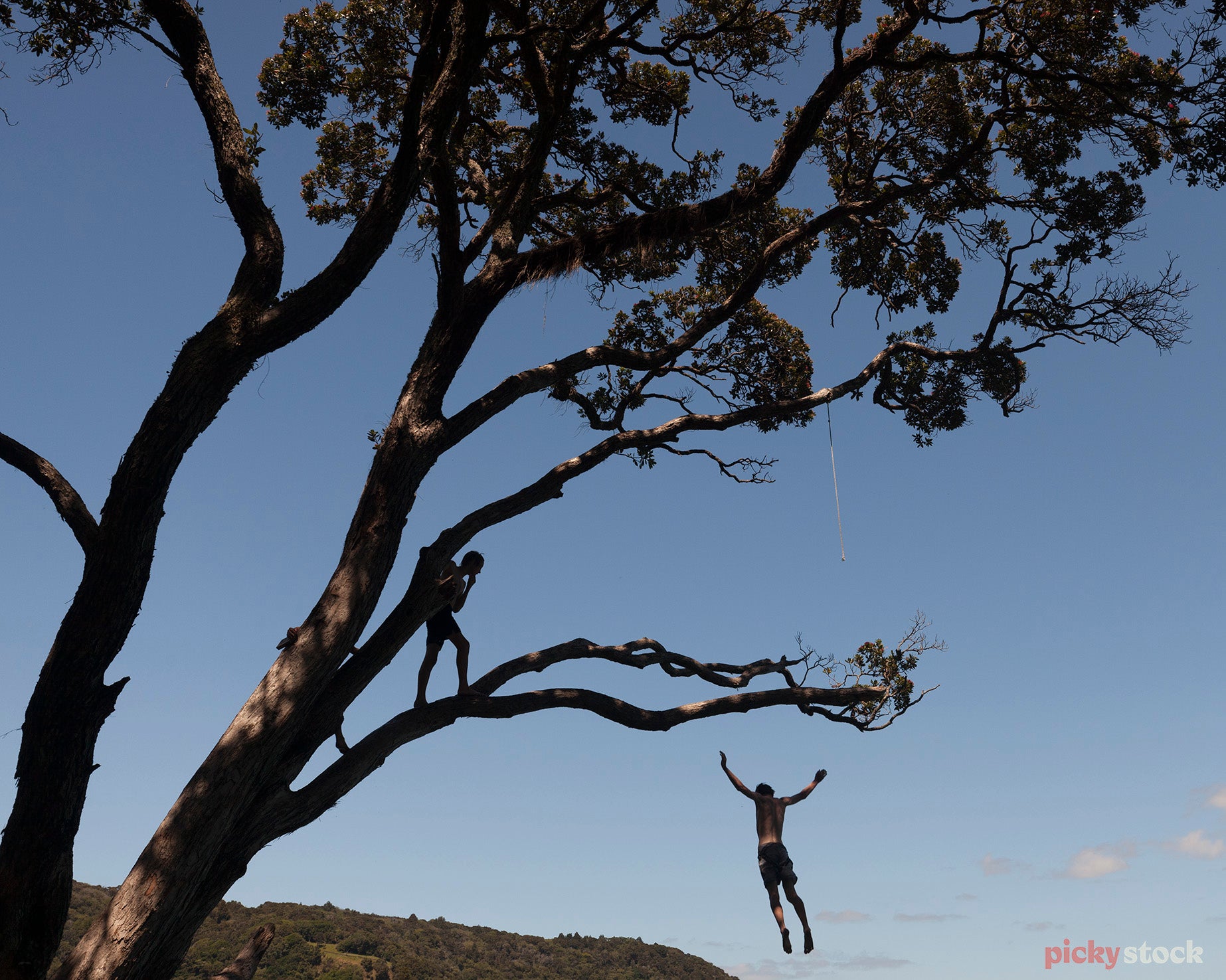 Boy diving from large pōhutakawa into estuary. Another boy in the tree climbing, ready to have a turn. 