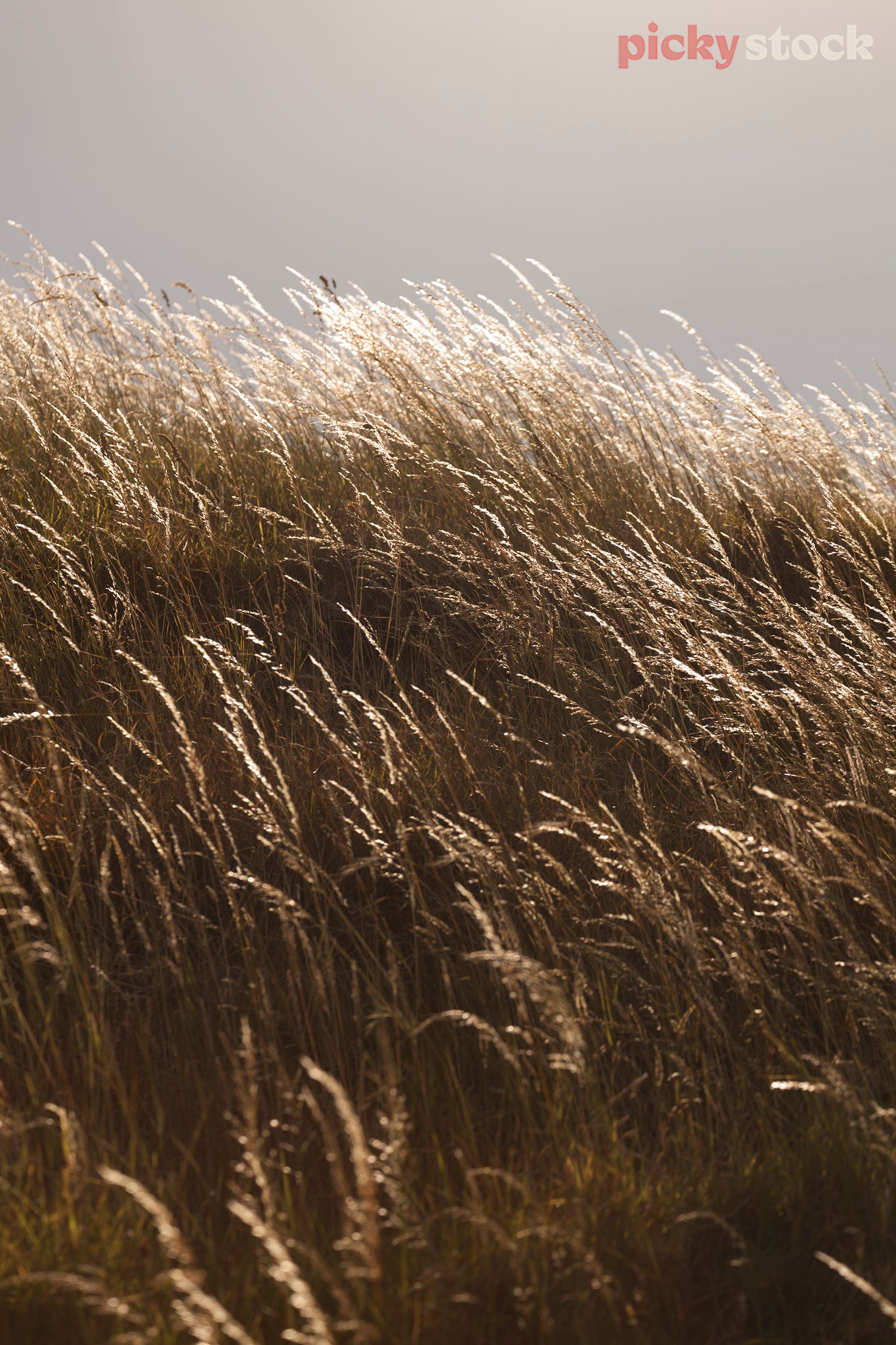 Portrait shot of long summer golden grass in Mt Eden