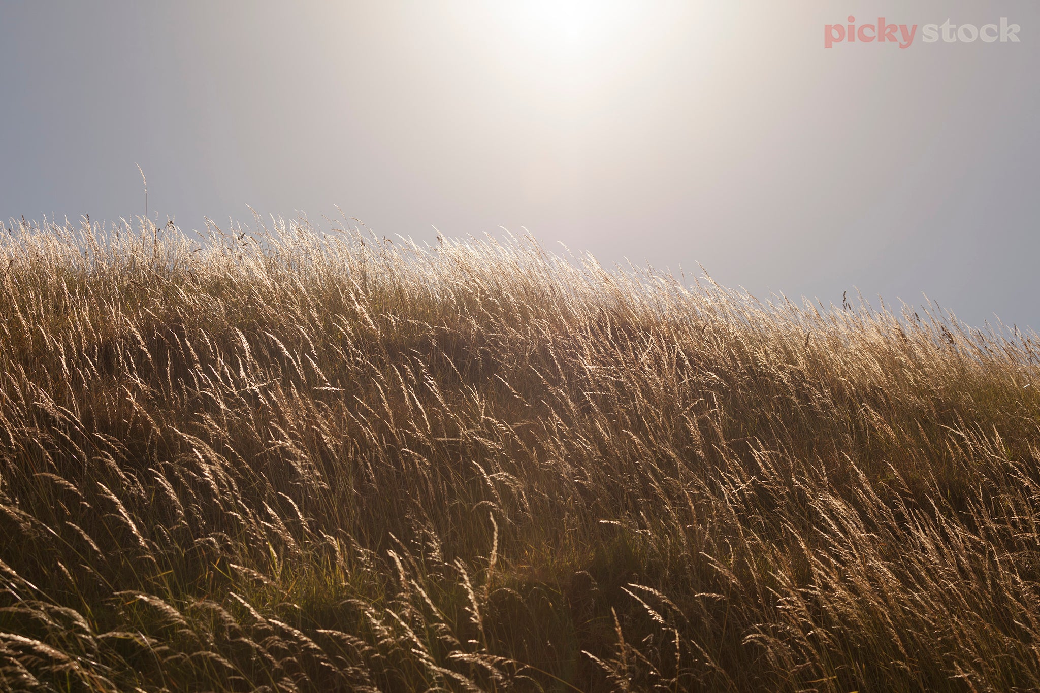 Close up shot of long summer golden grass in Mt Eden