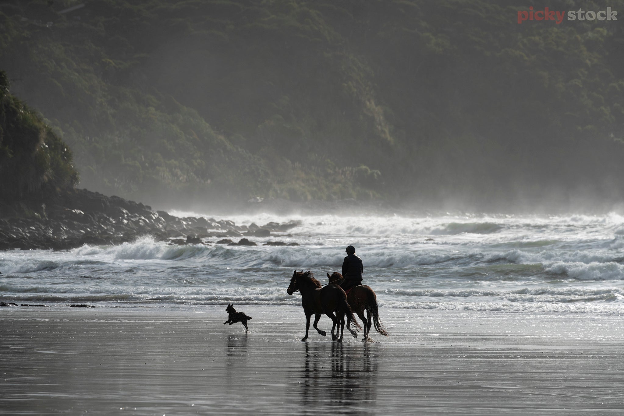 Two horses and a single horse-rider on Ngarunui Beach. Small dog leads the beach walk along the tide line. 
