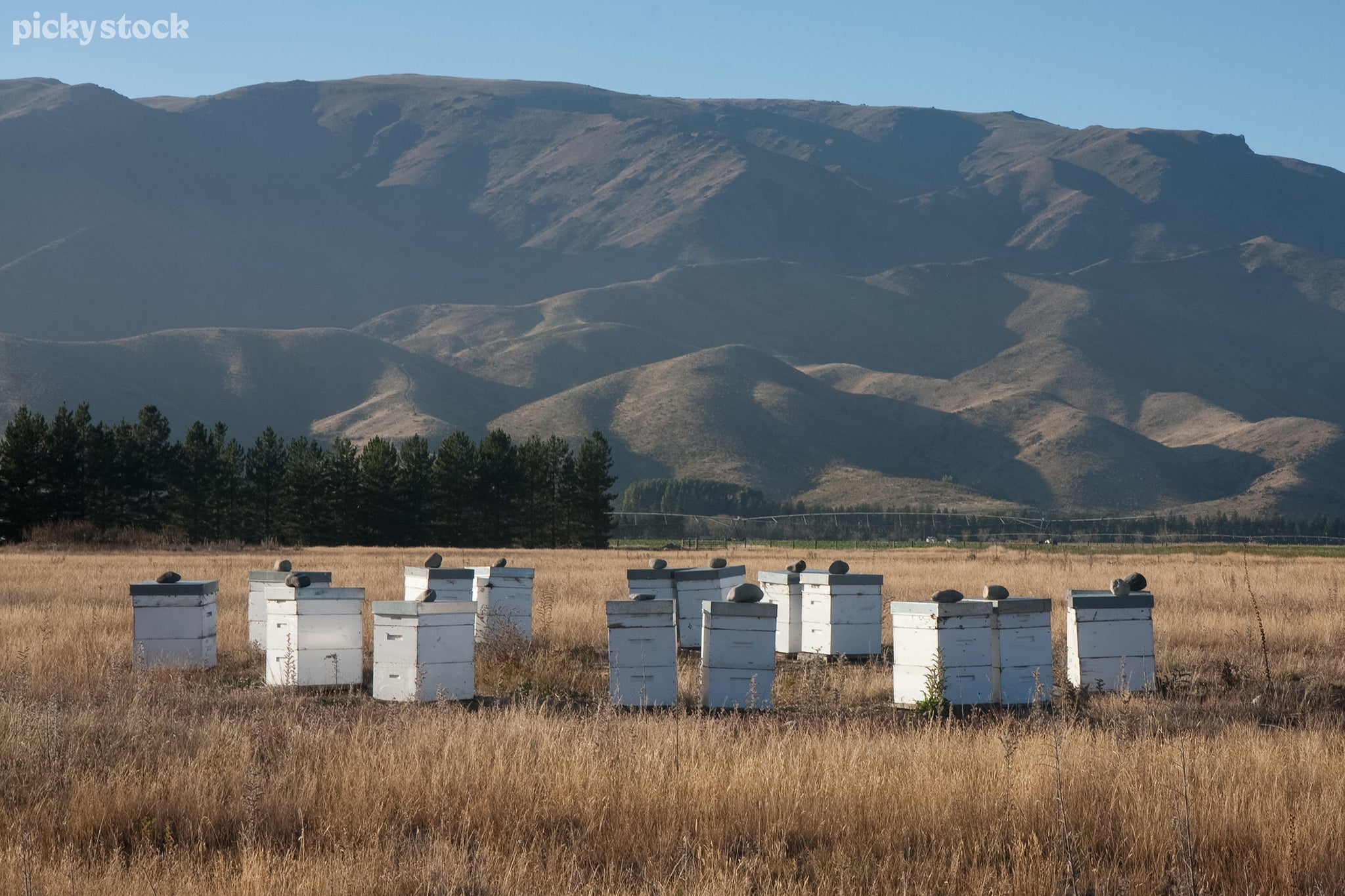 A landscape of apiaries used for bee farming, the white crates sit alone in a field of golden grass and large matte rocks weight the harvesting boxes closed. Green pines and looming hills cat shadows over the farmland below.