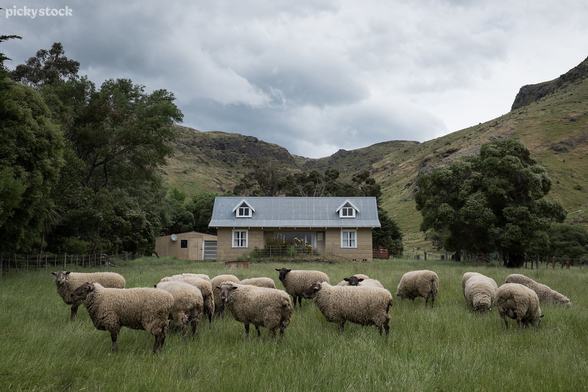 The landscape shows a flock of fifteen Suffolk sheep grazing on a lawn. Behind them is a small rural farmhouse and shed with white windows and an iron roof. The farm is bored within a valley of green hills and rocks, evergreens encroach on the house.