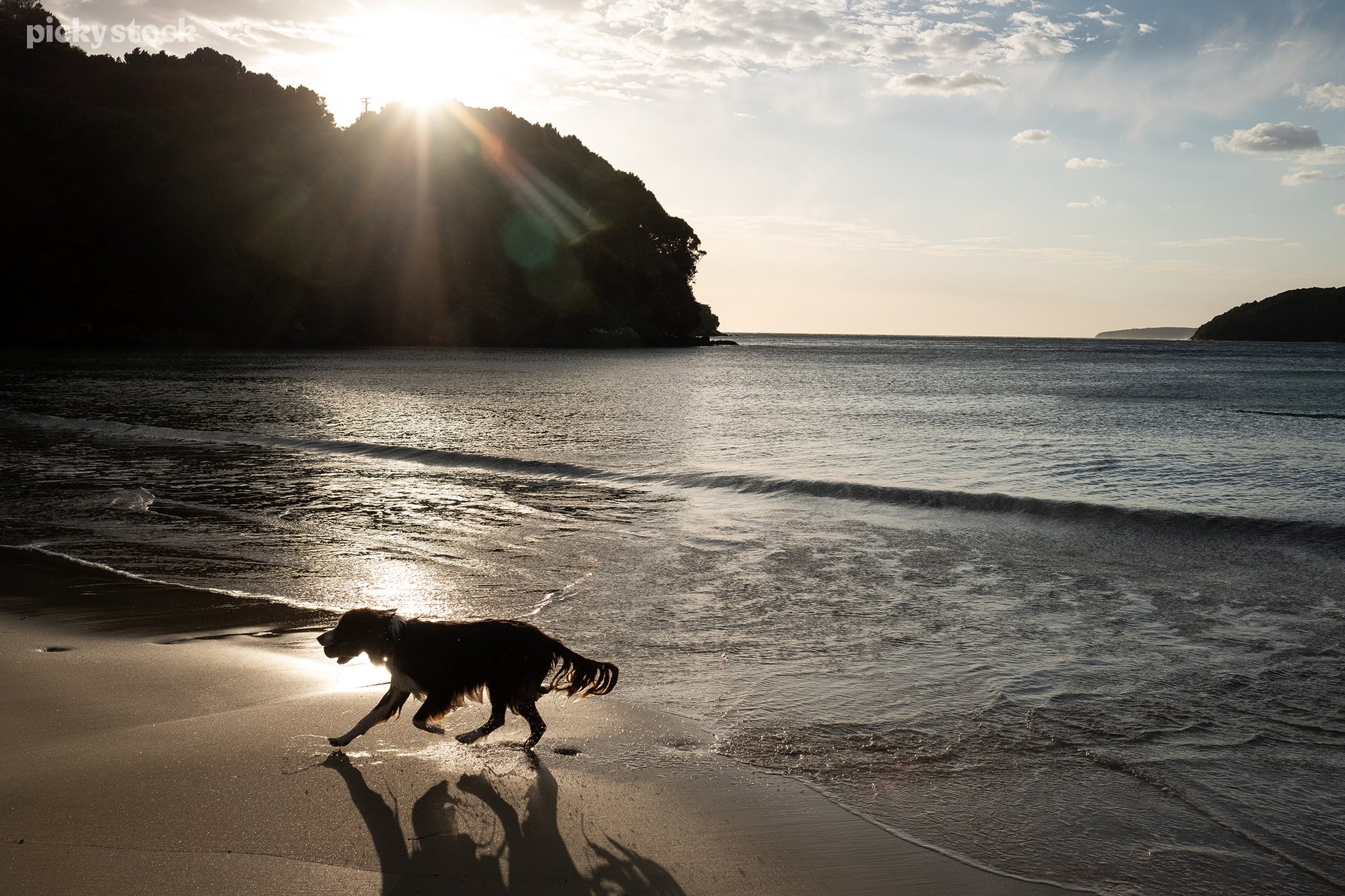 Landscape of a dog running across a beach, waves break against the shore and wash away the indications of their paws. The sun crests over dark green mangroves and trees casting the whole bay in a dark shadow as light glints off the sand.