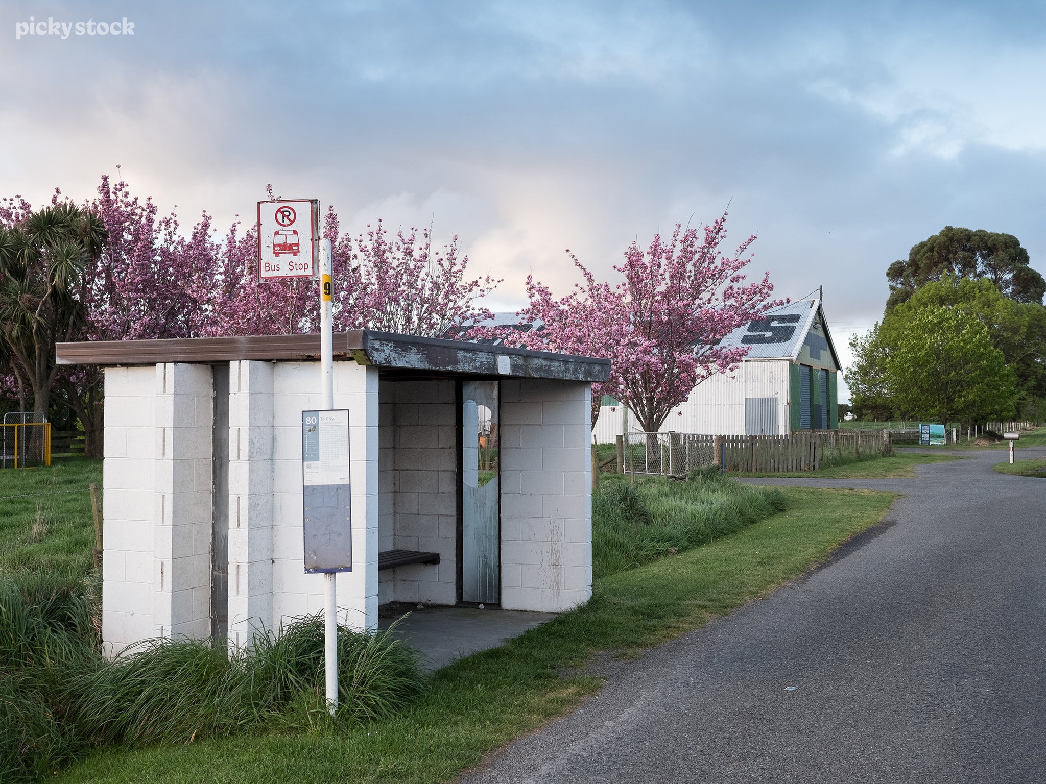 A landscape of a rural bus stop made of white painted brick and glass covered in grime. Tall wild grass grows around the shelter will a group of pink cheery blossoms bloom in the background next to a farming shed.