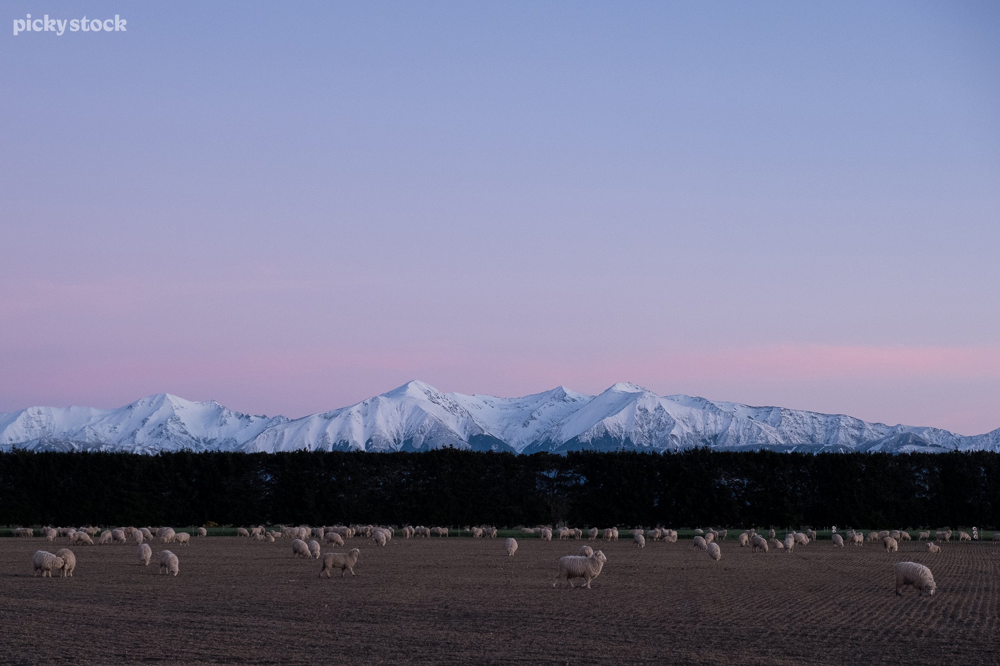 Landscape of a large flock of sheep grazing in a paddock, dark green foliage creates a natural fence line while the background is overwhelmed by a large snowy mountain range under a lilac sky.