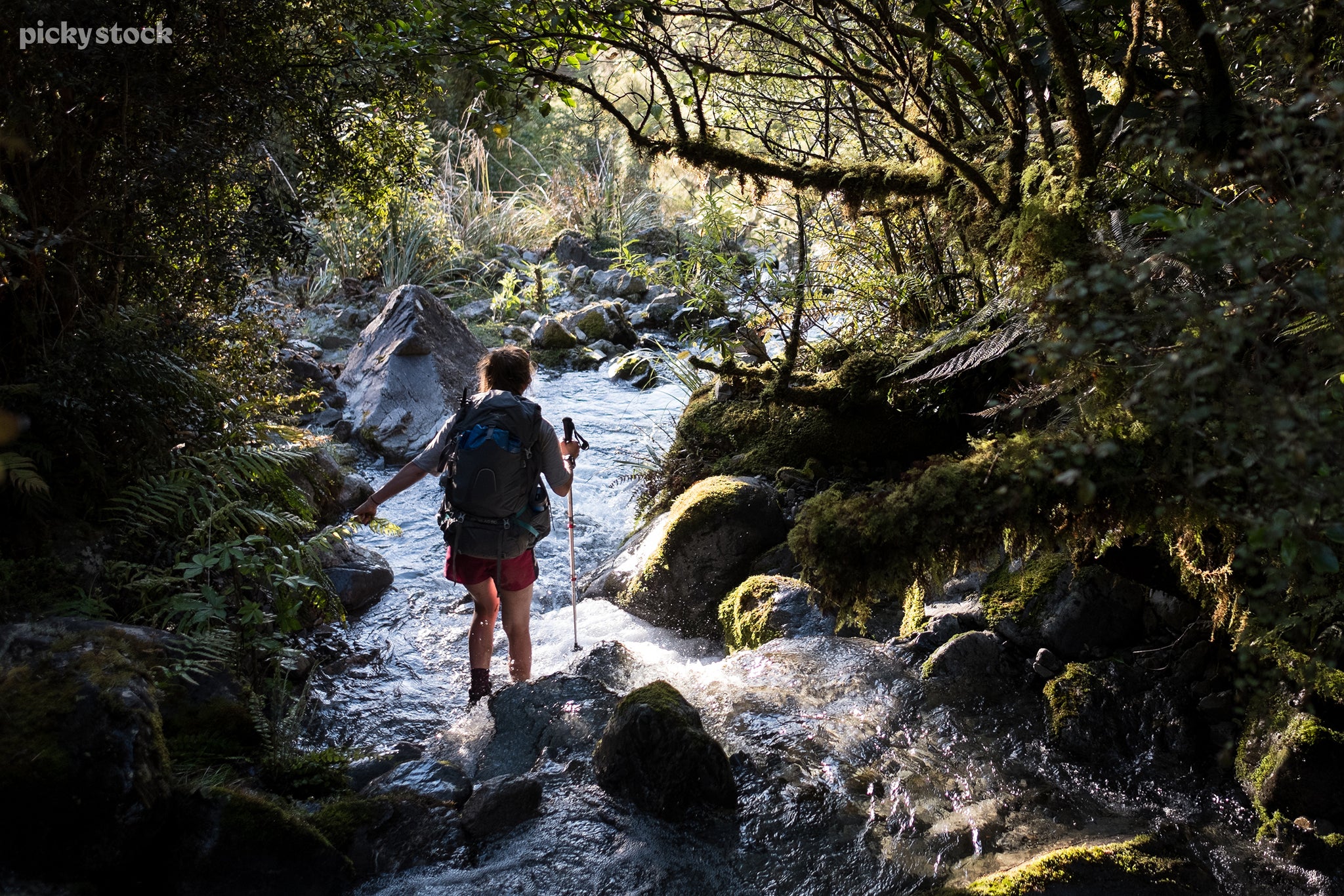 Landscape of a person in hiking gear walks down a stream surrounded by timeless and primordial forest, the sunlight gleams of the water, and mossy branches. The hikers hold knot a branch to stabilize themself.