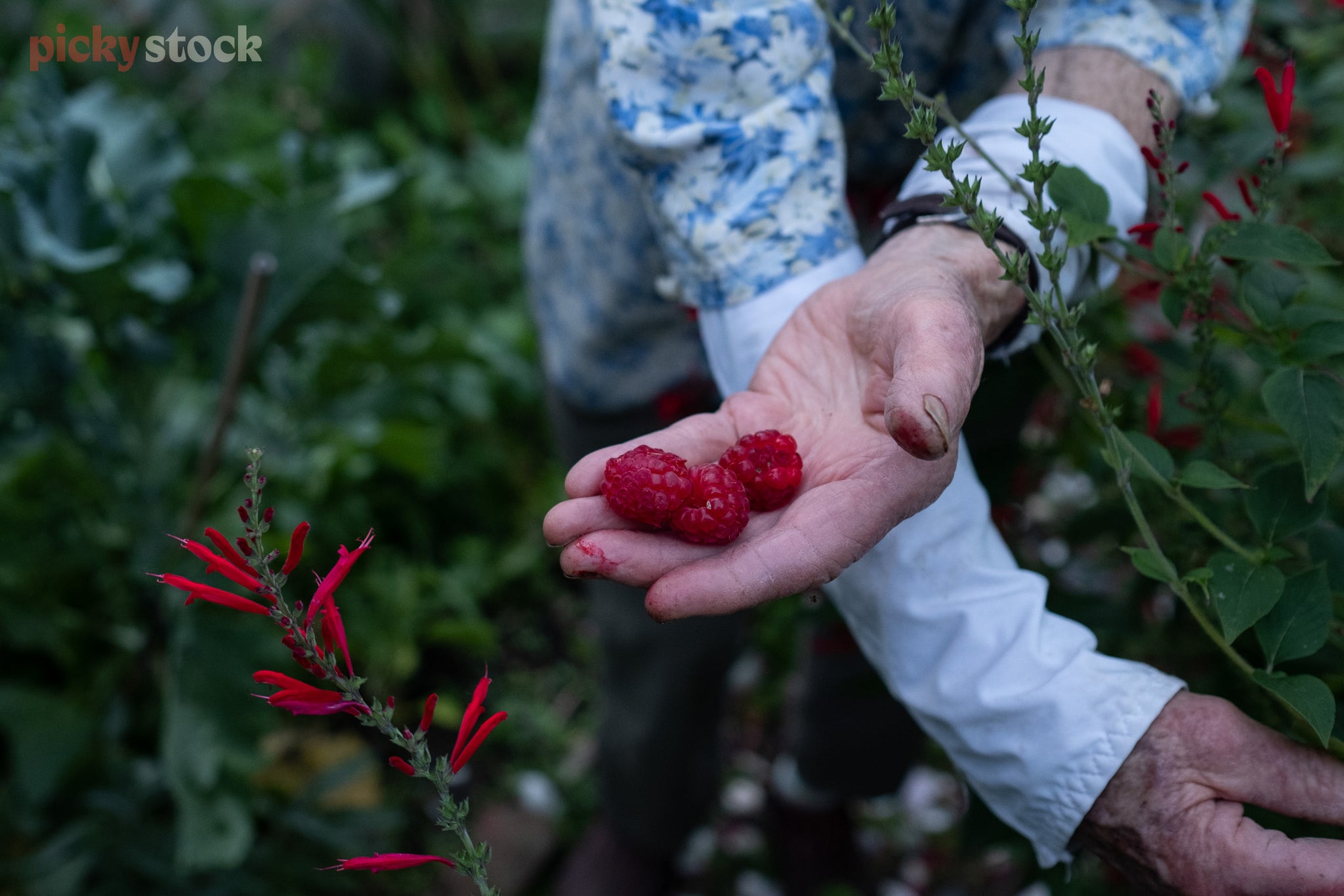Fresh raspberries are held in the weathered hands of an elderly lady as she picks them from the bush. She is unrecognisable, as we only see both hands and the bush. 